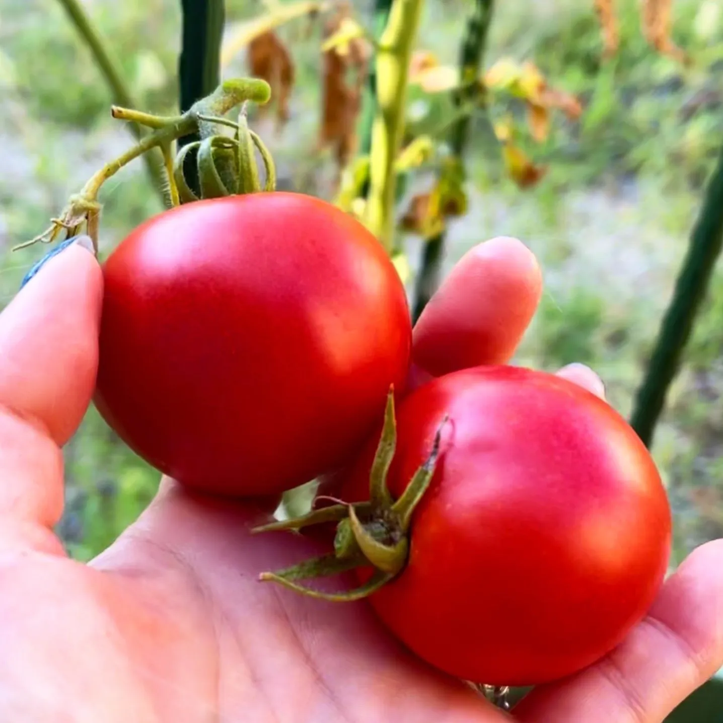 手間がかかった2つのトマトが育つのを待ってから新たな実を付け始めたトマト