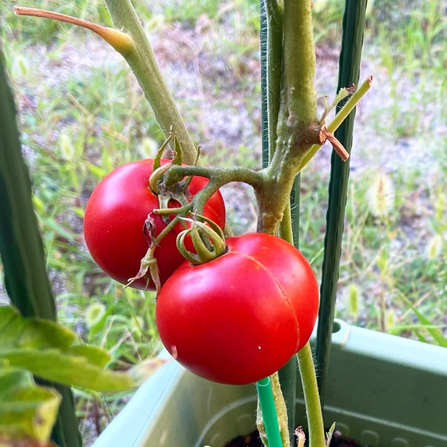 手間がかかった2つのトマトが育つのを待ってから新たな実を付け始めたトマト